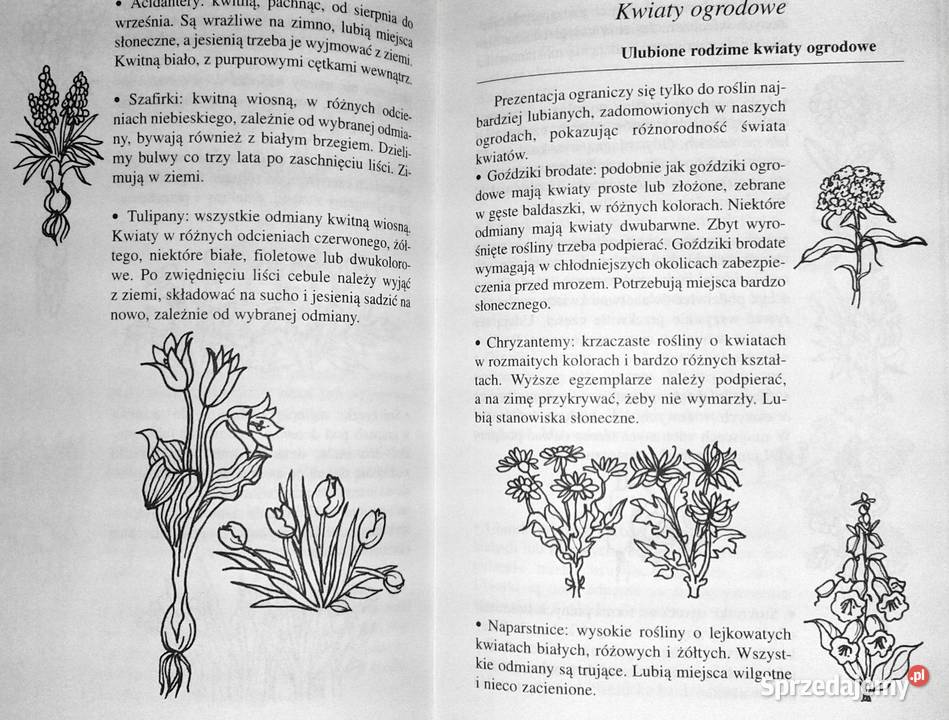 499 porad miłośników ogrodów Elisabeth Ebner Chełm sprzedam