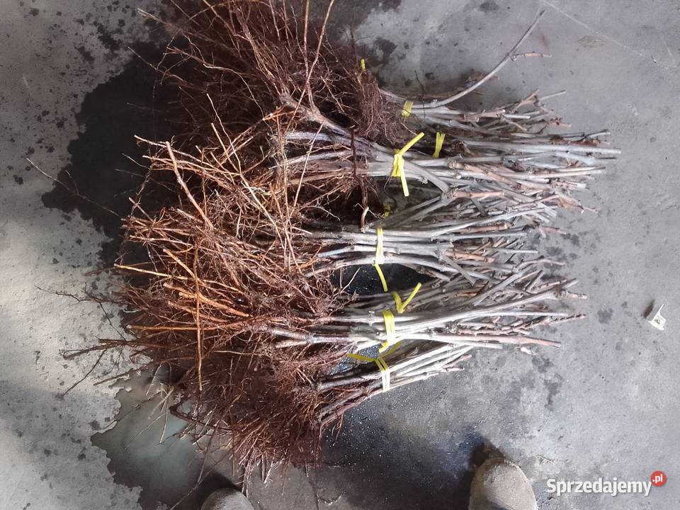 Sadzonki winorosli przerobowej Regent Dornfelder Magierowa Wola