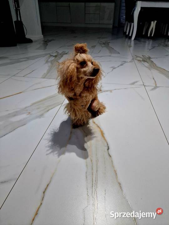 FCI Pudel toy miniatura RED Dorosły pudel samiec Jasło