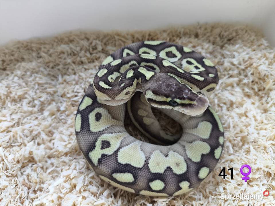 Pyton Królewski Regius Samica Boruja Kościelna