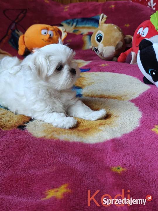 Piesek Maltańczyk Gotowy na zmianę domu Zwoleń