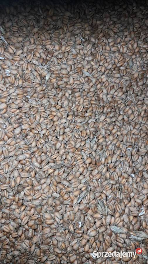 Pszenica pszenica pszenica podkarpackie Nowy Glinik