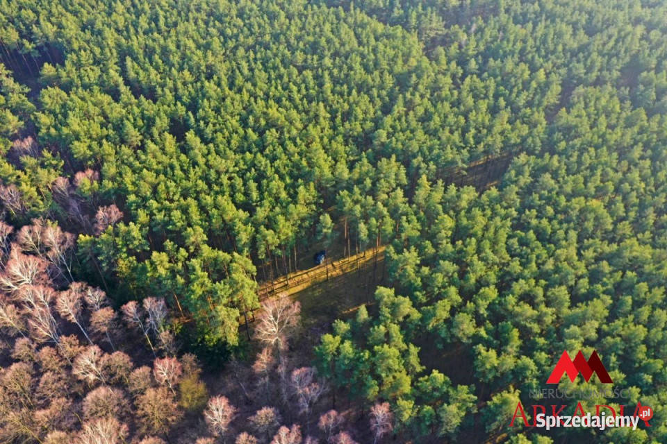 sprzedaży działki Wistka Królewska 3100m