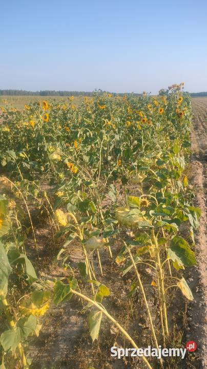 Sprzedam slonecznik podlaskie Jedwabne