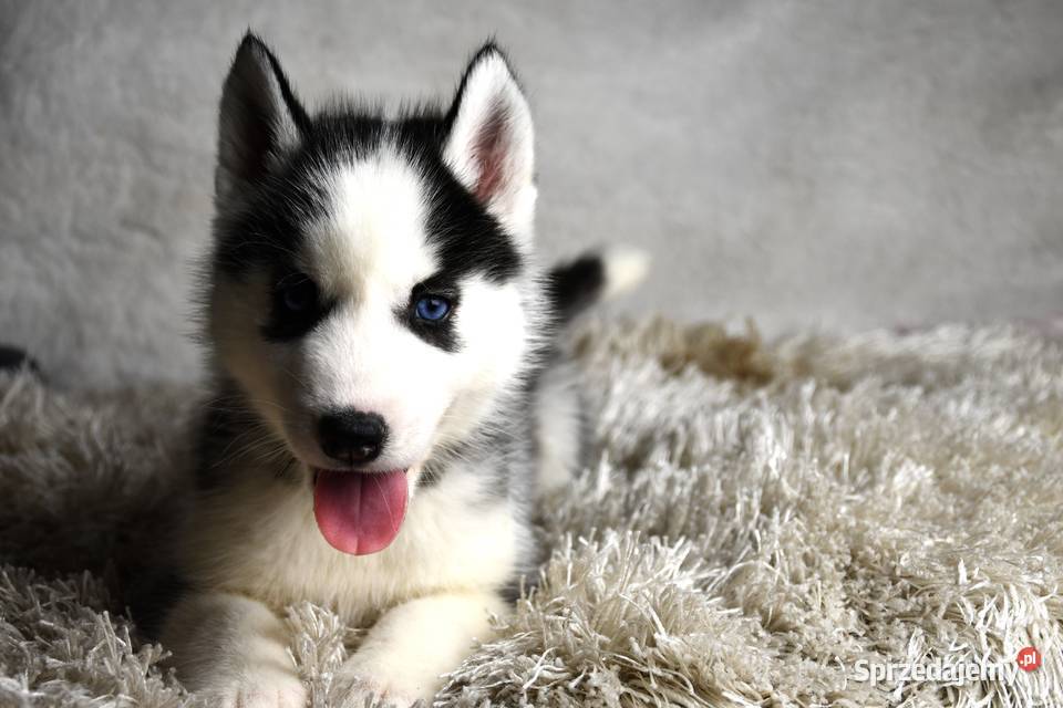 Siberian Husky szczenięta Championie Polski Zwierzęta