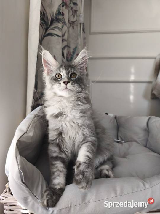 Kotka Maine coon Aqua podkarpackie Lipa
