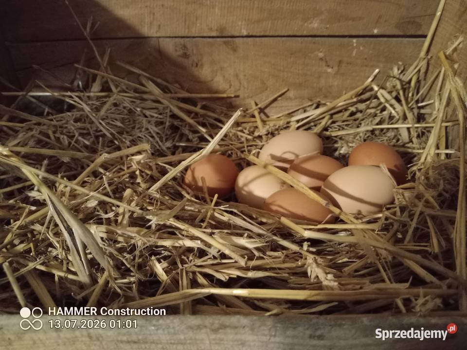 Świeże jajka kur z wolnego wybiegu naturalny Rzeszów sprzedam