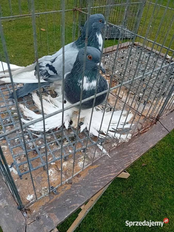 Garłacze pomorskie białe I ńiebieskie Ptaki Siedlce