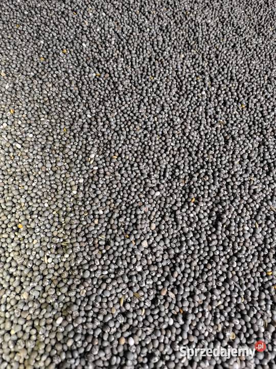 Łubin caro Kluczkowo sprzedam