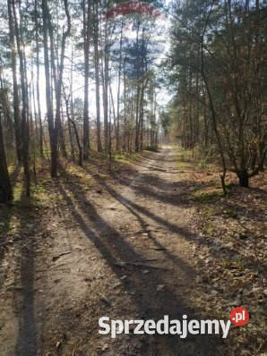 Działka Leśna w Radomiu inwestycyjna 7307m2