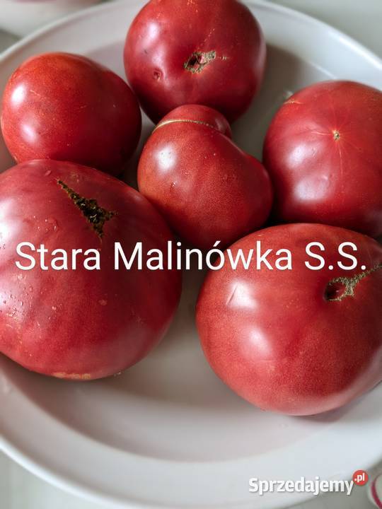 Cudo Ziemi Aly Mustang Pomidor nasiona pokarm Kraków