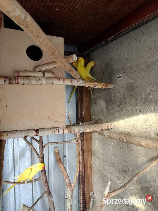 Aleksandretta obrozna Zwierzęta