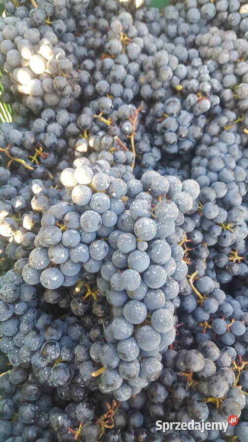 Sadzonki winorosli przerobowej Regent Dornfelder Magierowa Wola