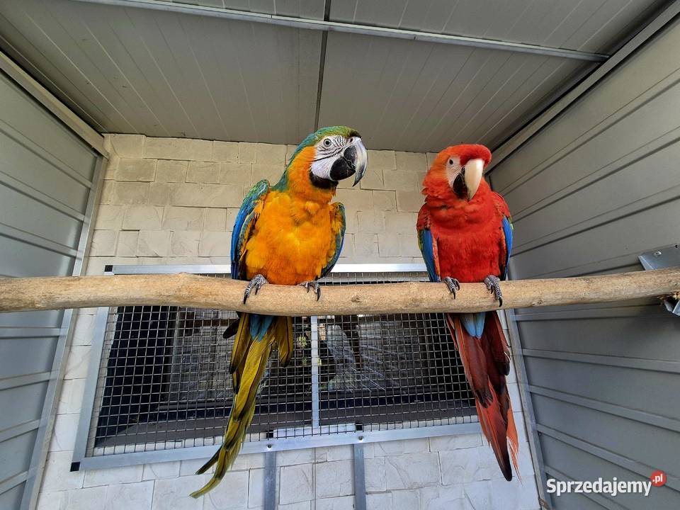 Ara Macao x Catalina Rakoniewice