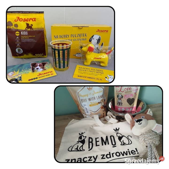 Jack Russell terrier fci sunia gotowa małopolskie