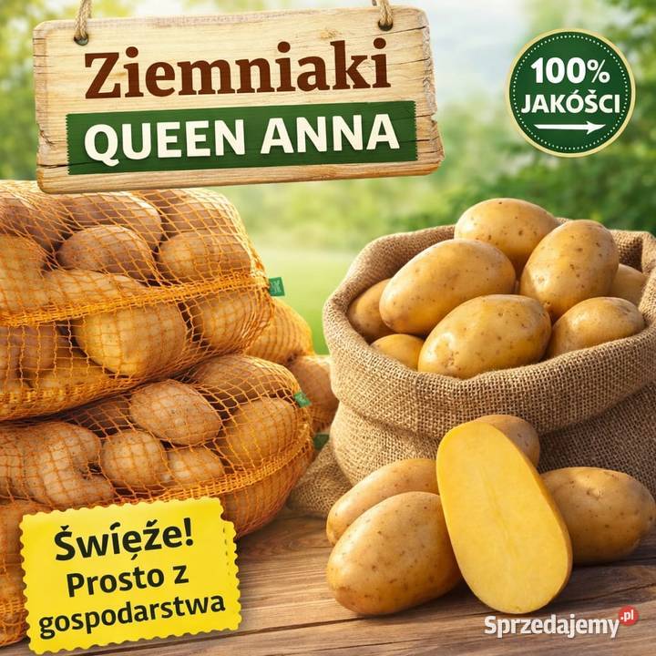 Ziemniaki żółte Queen Anne kartofle pyry z Pątnów sprzedam