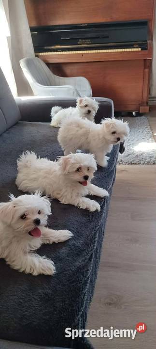 Maltańczyk ZHPR UCI Ropczyce