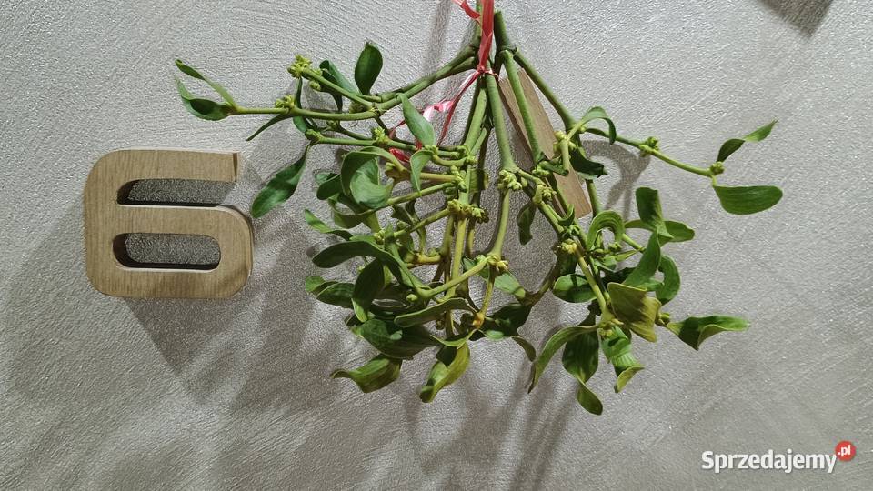 Jemioła POZNAŃ Gniezno Września i DARMOWA wielkopolskie Poznań