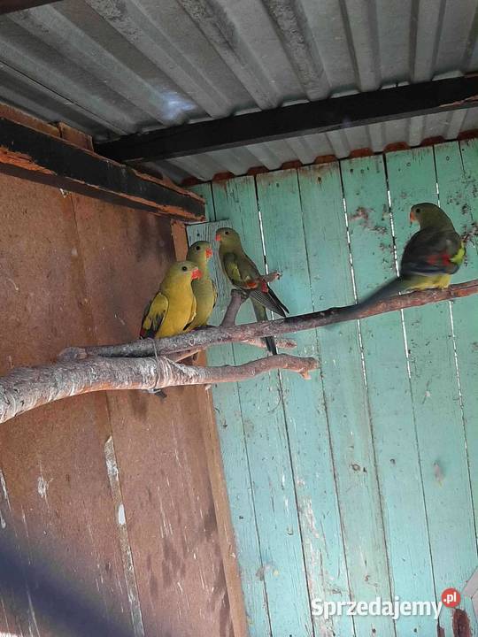 Papugi górskie berg 25r Skała