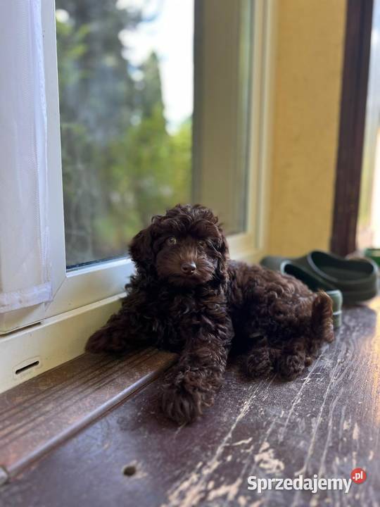 Śliczne szczeniaczki rasy Maltipoo