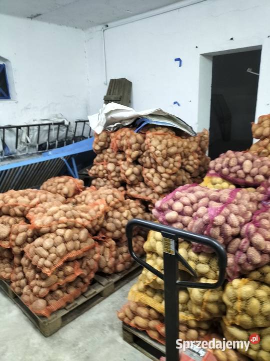 Ziemniaki SADZENIAKI Soraya Sędziszów