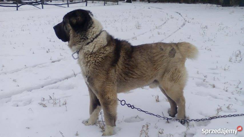 Owczarek środkowoazjatycki Reproduktor Krężoły