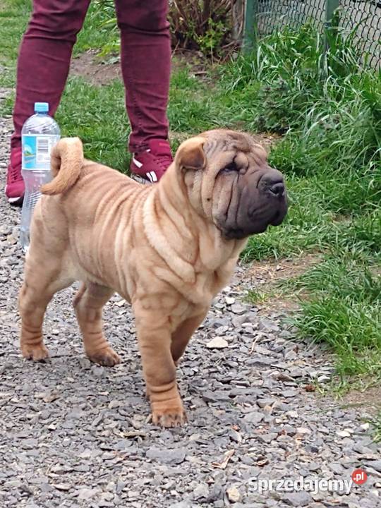 Shar pei szczeniaki wystawowe Opole sprzedam