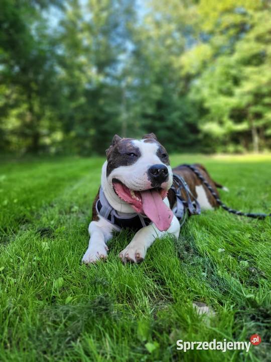 Sprzedam Amstaffa american staffordshire terrier Jurków