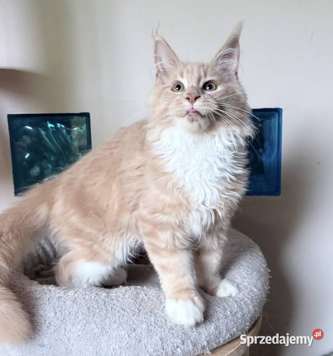 Maine Coon piękne kocięta Linia Shaded Wińsko