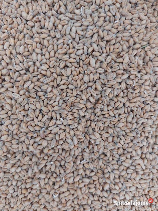 Pszenica ozima centrali Kończyce Małe