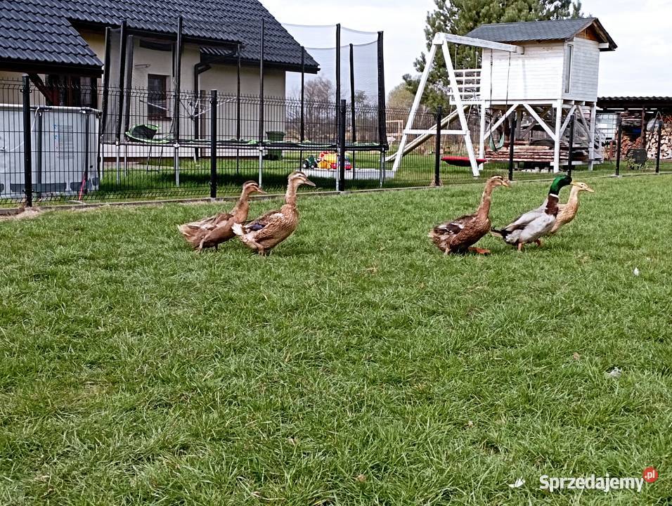 STAROPOLSKIE KaczoryKaczki Niosą Już JAJA Lęgowe