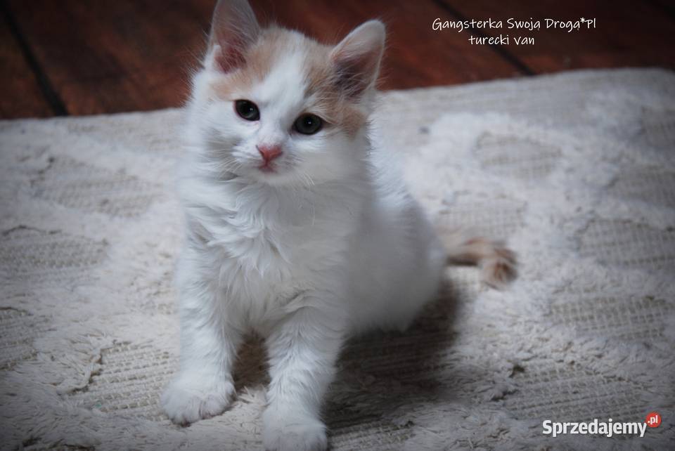 Gangsterka Swoją Drogą turecki van Pozostałe Zawiercie