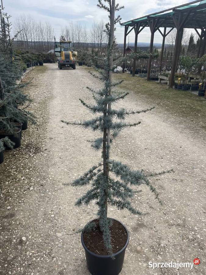 Cedr Libański Glauca 200 390 Anieliny