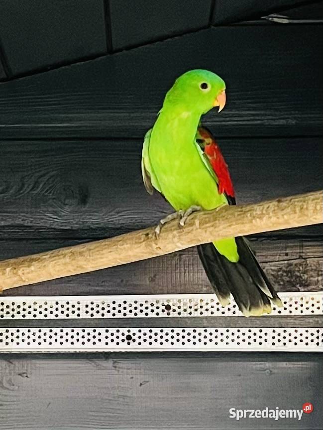 Krasnopiórka czerwonoskrzydłe Mnich