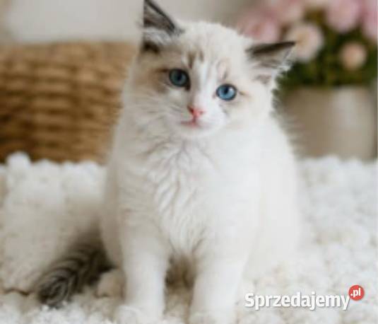 Cudowna koteczka Ragdoll z rodowodem i wyprawką Ragdoll Łódź