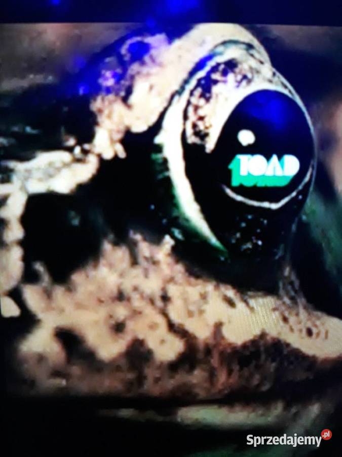 Archiwalne wykopalisk hard rocka TOAD 3 LP Rzeszów