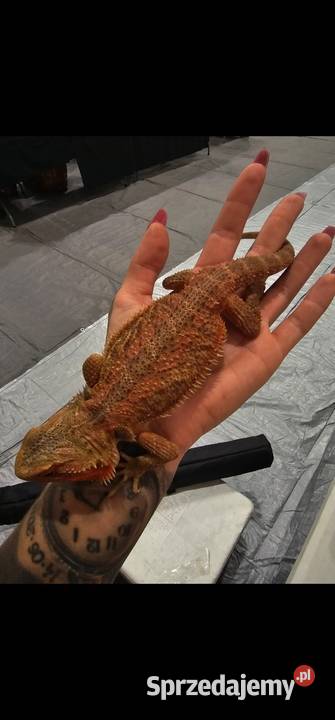 Agama brodata mloda samiczka red Koszalin