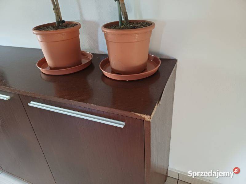 KOMODA DO KOLEKCJI 840cm dolnośląskie