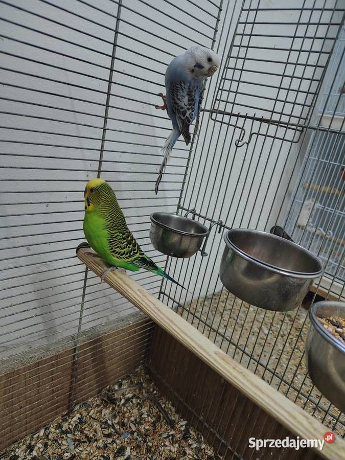 Sprzedam papużki faliste małopolskie sprzedam
