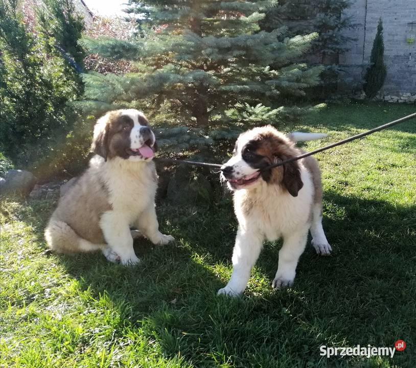 Bernardyny długowłose Bernardyn świętokrzyskie sprzedam