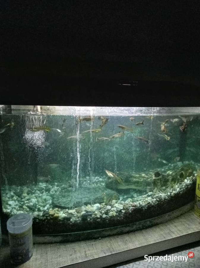 Akwarium Wyszków