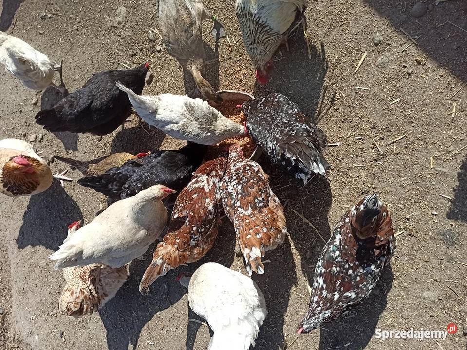 Jaja lęgowe kur mix ras zagrodowe teczanka Drób i ptactwo Krupe sprzedam