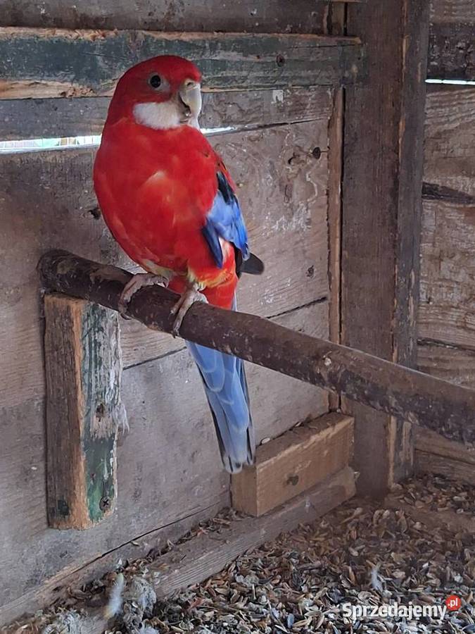 Samczyk rozelli białolicej