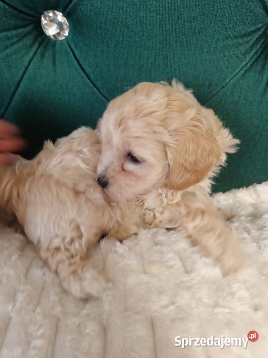 Suczka maltipoo