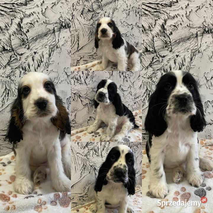 Cocker Spaniel Angielski