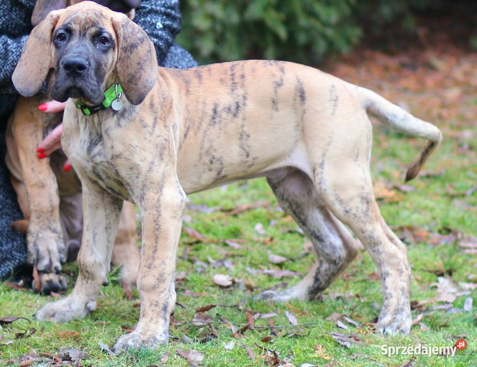 Szczeniaki Dog Niemiecki Olsztyn