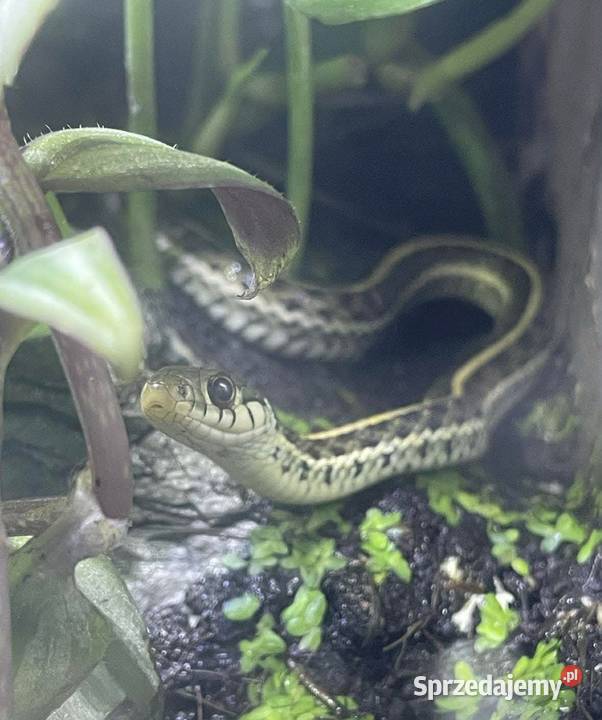 Pończosznik Tmarcianus x Tsirtialis simillis