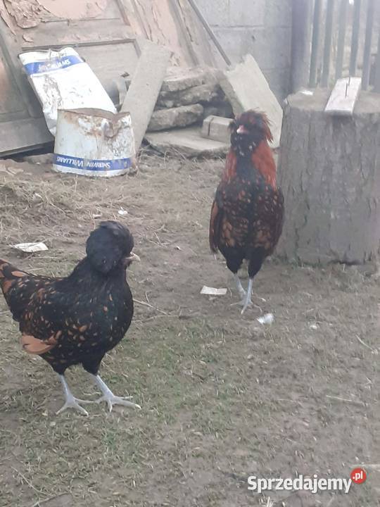 Para czubatek polskich podkarpackie Frysztak