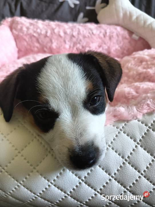 Suczka jack russell terrier śląskie Częstochowa sprzedam