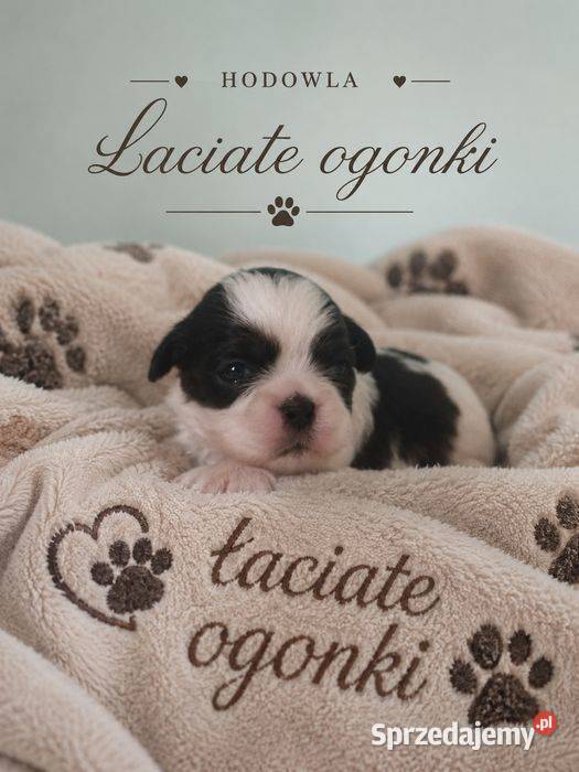 Ostatnia suczka shih tzu Ciechocin sprzedam